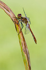 ruddy darter
