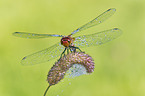 ruddy darter