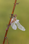 ruddy darter