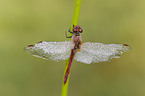 ruddy darter