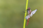 ruddy darter