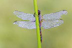 ruddy darter