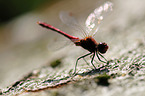 Ruddy Darter