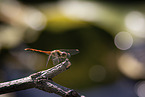 ruddy darter