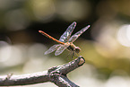ruddy darter
