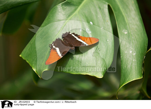 Schokoladenfalter / rusty-tipped page / JR-02603