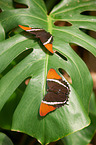 rusty-tipped page