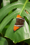 rusty-tipped page