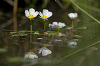 skimmer