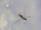 Skimmer