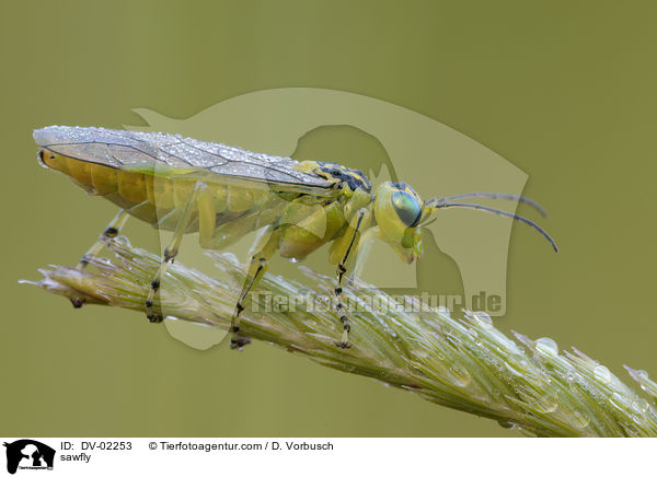 Blattwespe / sawfly / DV-02253
