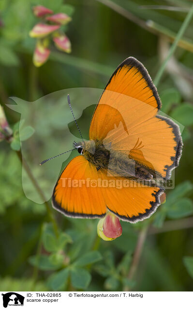 Dukatenfalter / scarce copper / THA-02865