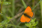 scarce copper