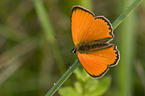 scarce copper