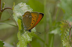 scarce copper