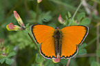 scarce copper