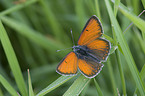 scarce copper