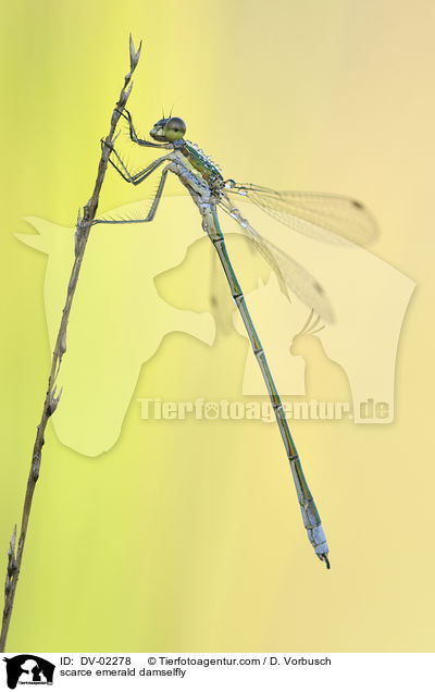 scarce emerald damselfly / DV-02278