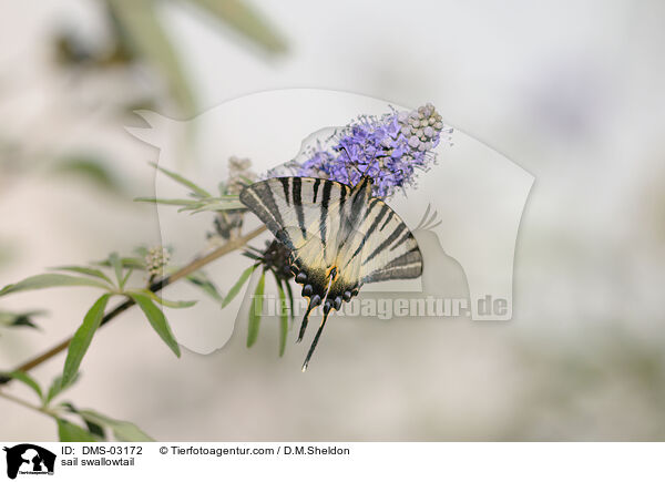 Segelfalter / sail swallowtail / DMS-03172