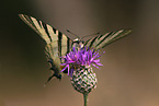 sail swallowtail
