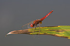 scarlet dragonfly