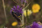 scoliid wasp