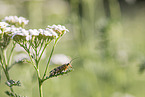 scorpion fly