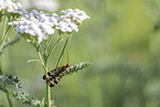 scorpion fly