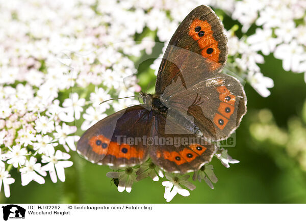 Mohrenfalter / Woodland Ringlet / HJ-02292