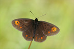 brush-footed butterfly