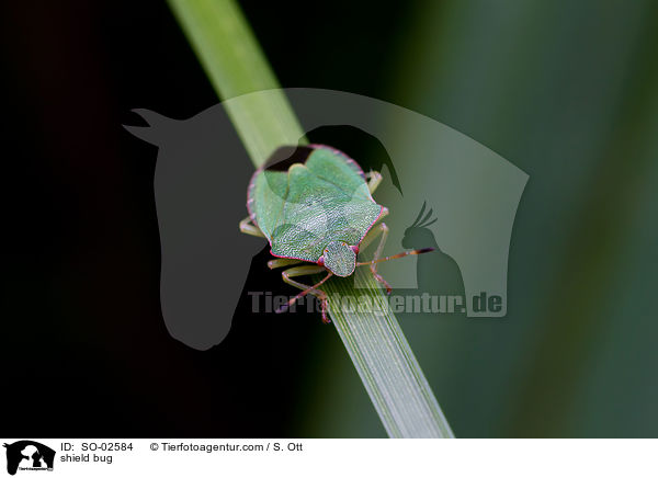 shield bug / SO-02584