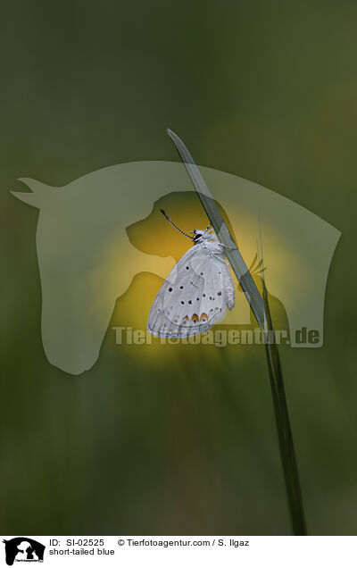 Kurzschwnziger Bluling / short-tailed blue / SI-02525