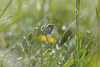 short-tailed blue