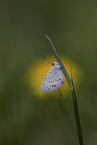 short-tailed blue