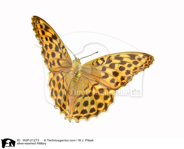 silver-washed fritillary / WJP-01273