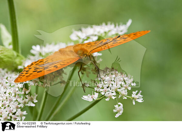 Silver-washed Fritillary / HJ-02295