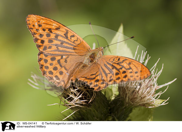 silver-washed fritillary / WS-04141