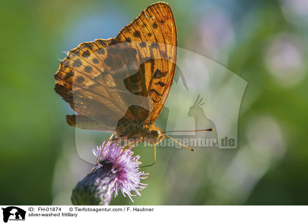 Kaisermantel / silver-washed fritillary / FH-01874