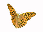 silver-washed fritillary