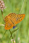 Silver-washed fritillary