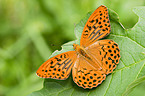 Silver-washed Fritillary