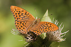 silver-washed fritillary