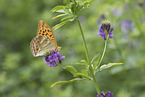 silver-washed, fritillary