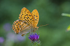 silver-washed fritillary