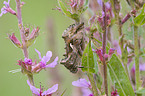 gammafly