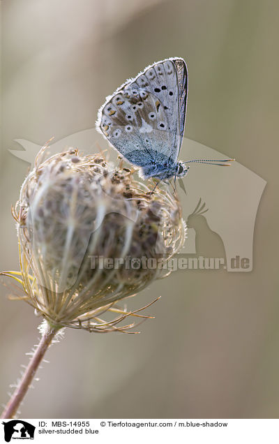 Geiklee-Bluling / silver-studded blue / MBS-14955