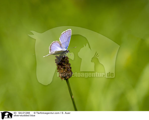 Geiklee-Bluling / silver-studded blue / SA-01286