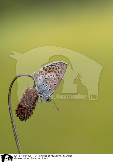 Geiklee-Bluling auf Blte / silver-studded blue on bloom / SA-01442