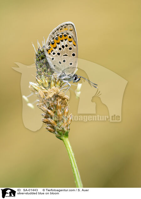 Geiklee-Bluling auf Blte / silver-studded blue on bloom / SA-01443