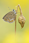 silver-studded blue